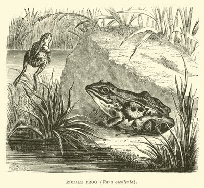 Edible Frog, Rana esculenta by English School