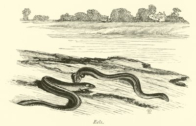 Eels by English School