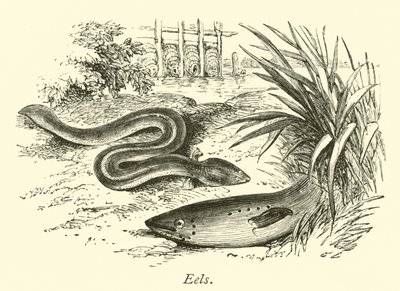 Eels by English School