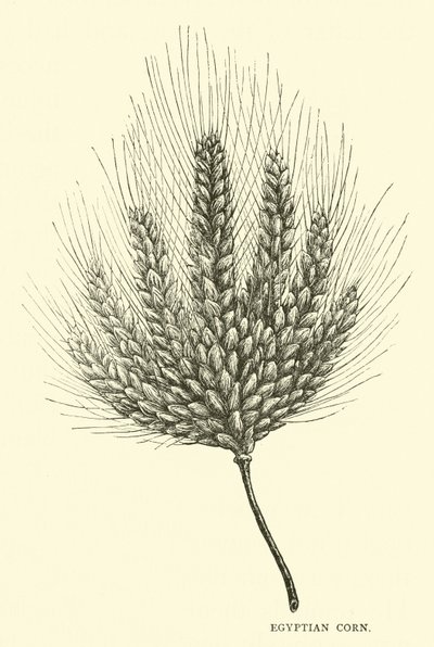 Egyptian Corn by English School