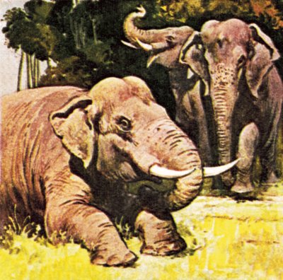 Elephants kneeling by English School