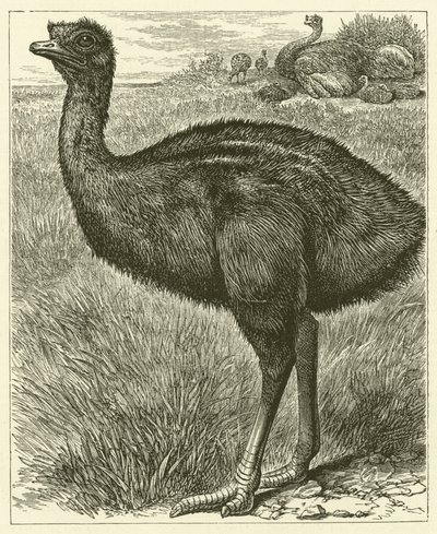 Emu by English School