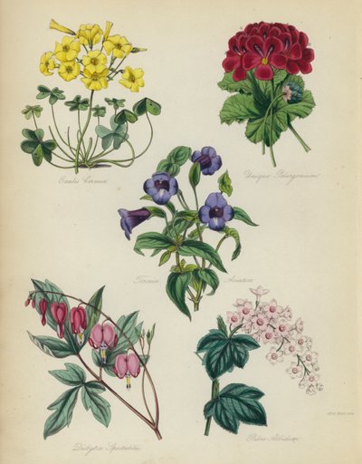 English Flower Garden: Oxalis Cernua, Unique Pelargonium, Torenia Asiatica, Dielytra Spectabilis, Ribes Albidum by English School