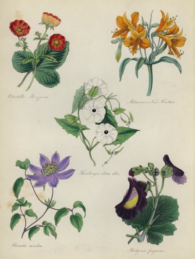 English Flower Garden: Potentilla Menziesii, Alstraemeria Van Houtteii, Thunbergia alata alba, Clematis caerulea, Martynia fragrans by English School