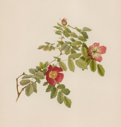 English Rose by English School