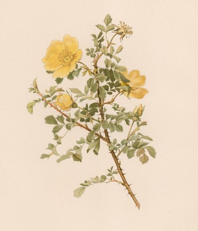 English Rose by English School