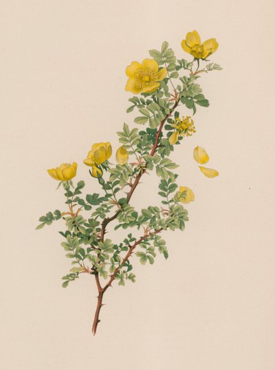 English Rose by English School