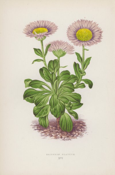 Erigeron Glaucum by English School