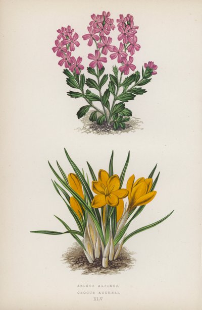 Erinus Alpinus; Crocus Aucheri by English School