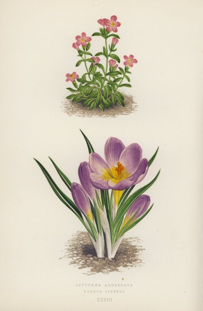 Erythraea Aggregata; Crocus Sieberi by English School