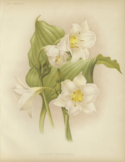 Eucharis sanderiana by English School