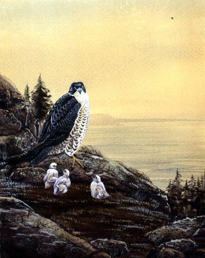 Falcon with its Chicks, c.1890 by English School