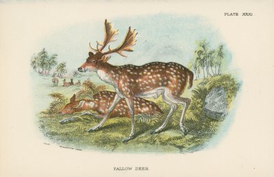 Fallow Deer by English School