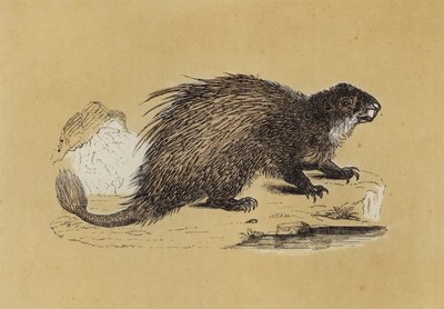 Fasciculated Porcupine by English School