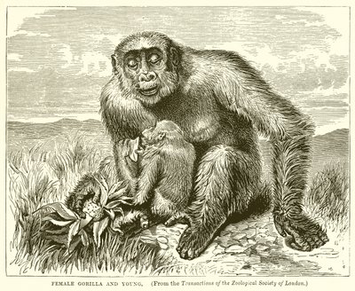 Female Gorilla and Young by English School