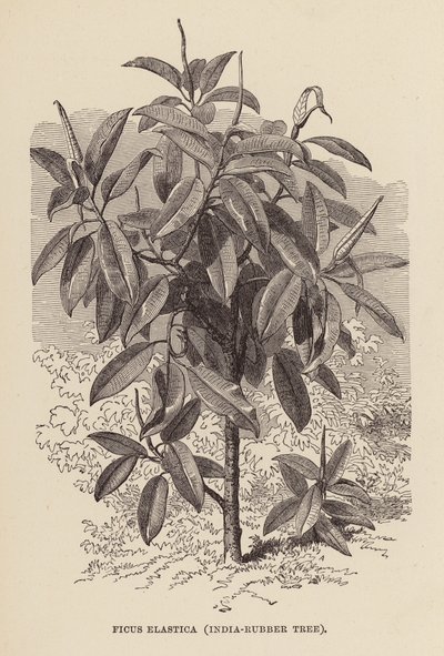 Ficus Elastica, India-Rubber Tree by English School