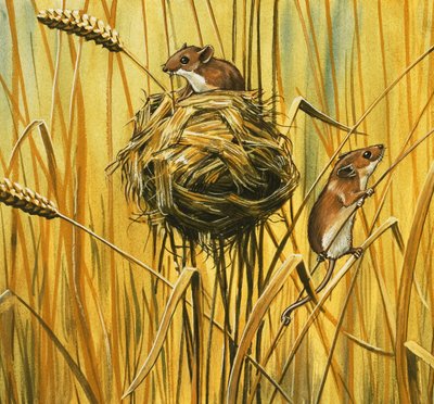 Field Mice by English School