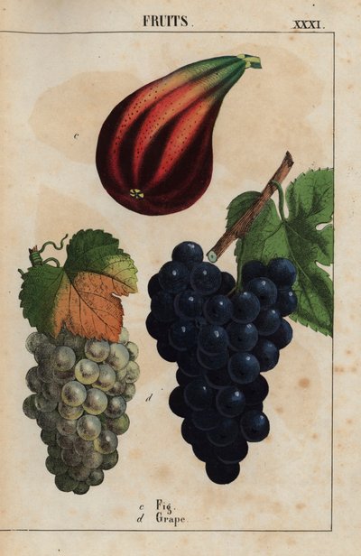 Fig and grapes, from 