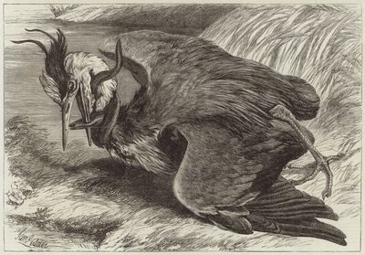 Fight Between a Heron and an Eel by English School