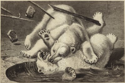 Fight Between Two Polar Bears by English School