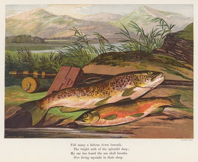 Fish by English School