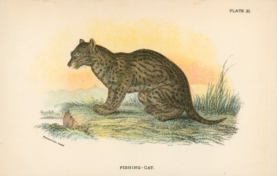 Fishing-Cat by English School