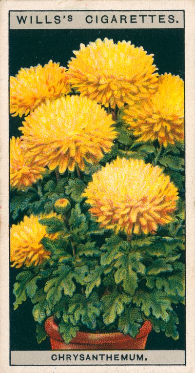 Flower Culture in Pots: Dwarf Chrysanthemum by English School