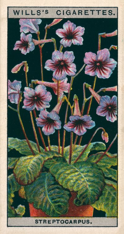 Flower Culture in Pots: Streptocarpus or Cape Primrose by English School