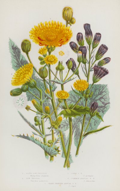 Flowering Plants of Great Britain: Blue Sow-Thistle, Sow Thistle, Corn Sow Thistle, Common Annual Sow Thistle, Sharp Fringed Annual Sow Thistle by English School