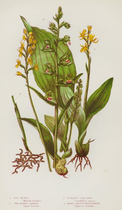 Flowering Plants of Great Britain: Bog Orchis, Two Leaved Liparis, Spurless Coral Root, Broad Leaved Helleborine by English School