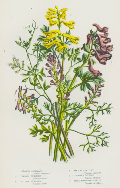 Flowering Plants of Great Britain: Climbing Corydalis, Bulbous Fumitory, Yellow Fumitory, Ramping Fumitory, Common Fumitory, Small Flowered Fumitory by English School