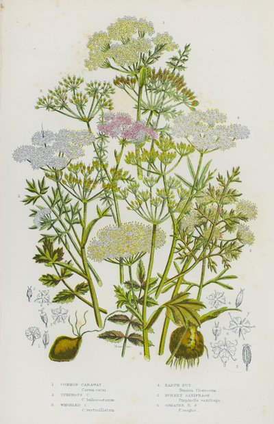 Flowering Plants of Great Britain: Common Caraway, Tuberous Caraway, Whorled Caraway, Earth Nut, Burnet Saxifrage, Greater Burnet Saxifrage by English School