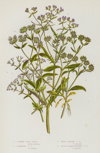 Flowering Plants of Great Britain: Common Corn Salad, Carinated Corn Salad, Sharp-Fruited Corn Salad, Smooth Narrow-Fruited Corn Salad by English School
