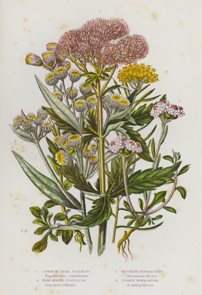 Flowering Plants of Great Britain: Common Hemp Agrimony, Flax Leaved Goldilocks, Mountain Everlasting, Pearly Everlasting by English School