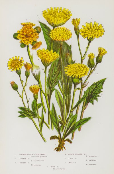 Flowering Plants of Great Britain: Common Mouse-Ear Hawkweed, Orange Hawkweed, Alpine Hawkweed, Black Headed Hawkweed, Pale Hawkweed, Wall Hawkweed, Wood Hawkweed by English School
