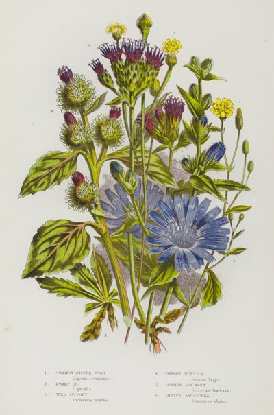 Flowering Plants of Great Britain: Common Nipple Wort, Dwarf Nipple Wort, Wild Succory, Common Burdock, Common Saw Wort, Alpine Saussurea by English School