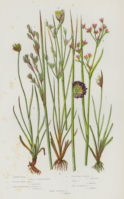 Flowering Plants of Great Britain: Common Rush, Lesser Sharp Sea Rush, Sharp Flowered Jointed Rush, Clustered Alpine Rush, Toad Rush, Two Flowered Rush, Three Flowered Rush by English School