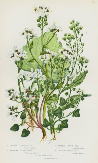 Flowering Plants of Great Britain: Common Scurvy Grass, Greenland Scurvy Grass, English Scurvy Grass, Danish Scurvy Grass, Horseradish by English School