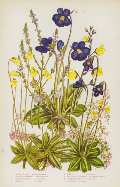 Flowering Plants of Great Britain: Common Vervain, Common Butterwort, Large Flowered Butterwort, Alpine Butterwort, Pale Butterwort, Greater Bladderwort, Intermediate Bladderwort, Lesser Bladderwort by English School