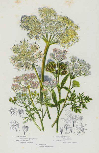 Flowering Plants of Great Britain: Cow-Parsnep, Small Hart-Wort, Great Hart-Wort, Coriander, Hemlock by English School