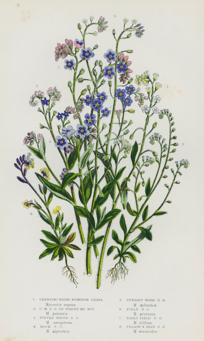 Flowering Plants of Great Britain: Creeping Water Scorpion Grass, Creeping Water Scorpion Grass or Forget Me Not, Tufted Water Scorpion Grass, Rock Scorpion Grass, Upright Wood Scorpion Grass, Field Scorpion Grass, Early Field Scorpion Grass, Yellow and B by English School