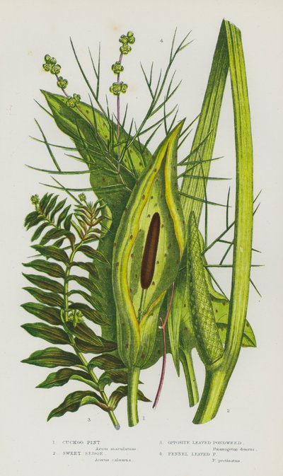Flowering Plants of Great Britain: Cuckoo Pint, Sweet Sedge, Opposite Leaved Pondweed, Fennel Leaved Pondweed by English School