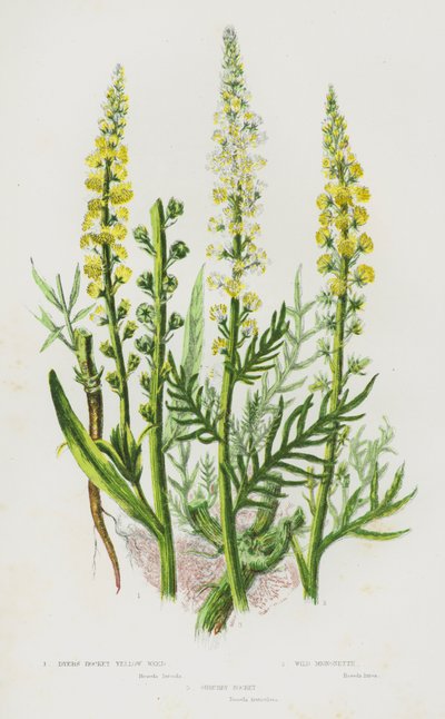 Flowering Plants of Great Britain: Dyer