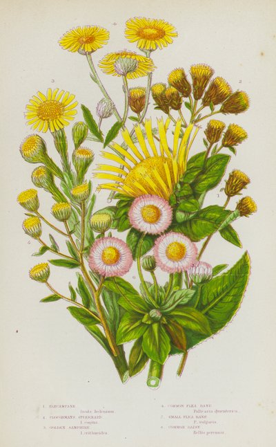 Flowering Plants of Great Britain: Elecampane, Ploughmans Spikenard, Golden Samphire, Common Flea Bane, Small Flea Bane, Common Daisy by English School