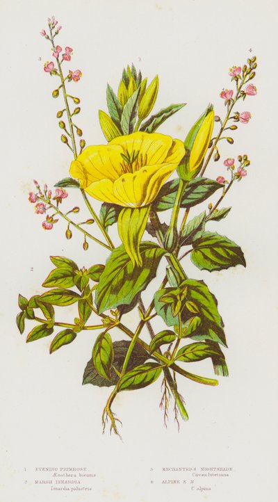 Flowering Plants of Great Britain: Evening Primrose, Marsh Isnardia, Enchanter
