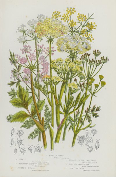 Flowering Plants of Great Britain: Fool