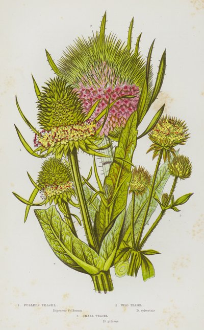 Flowering Plants of Great Britain: Fuller