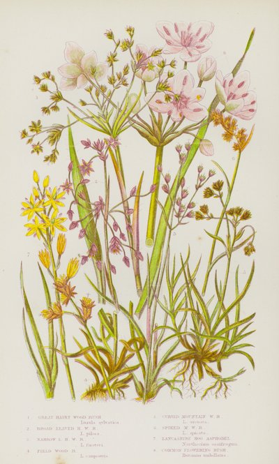 Flowering Plants of Great Britain: Great Hairy Wood Rush, Broad Leaved Hairy Wood Rush, Narrow Leaved Hairy Wood Rush, Field Wood Rush, Curved Mountain Wood Rush, Spiked Mountain Wood Rush, Lancashire Bog Asphodel, Common Flowering Rush by English School