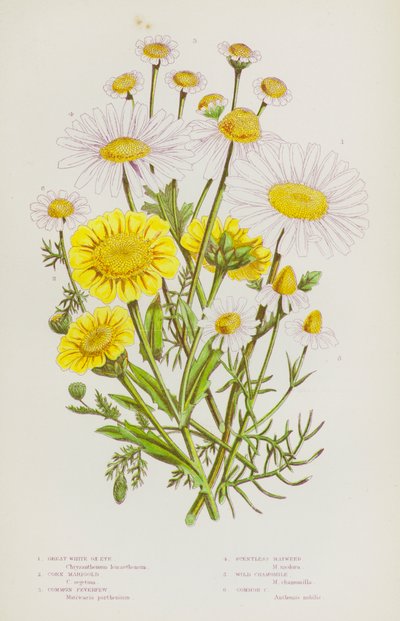 Flowering Plants of Great Britain: Great White Ox-Eye, Corn Marigold, Common Feverfew, Scentless Mayweed, Wild Chamomile, Common Chamomile by English School
