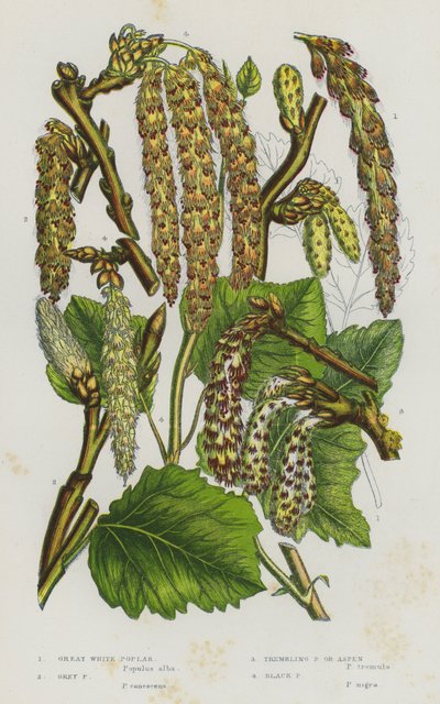 Flowering Plants of Great Britain: Great White Poplar, Grey Poplar, Trembling Poplar or Aspen, Black Poplar by English School